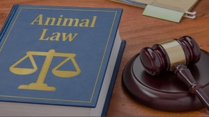 Animal Welfare Law